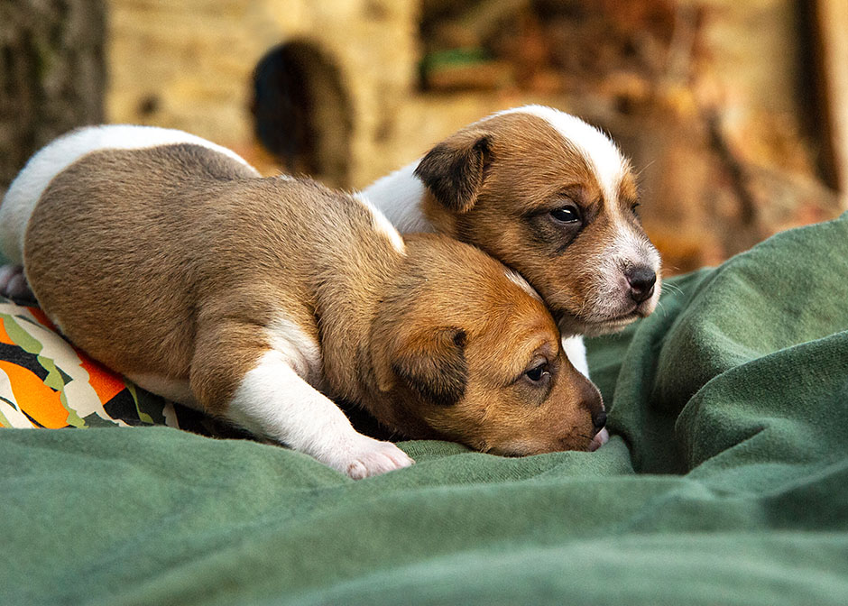 Parson Russell Terrier G-wurf 17 Tage