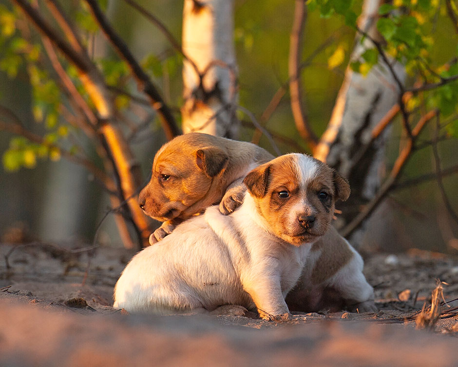 Parson Russell Terrier G-wurf 21 Tage