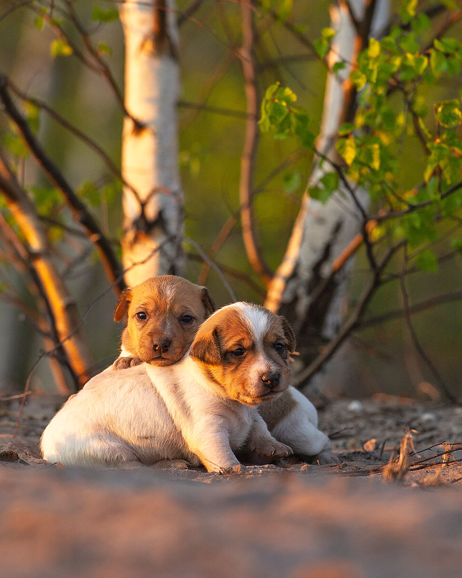 Parson Russell Terrier