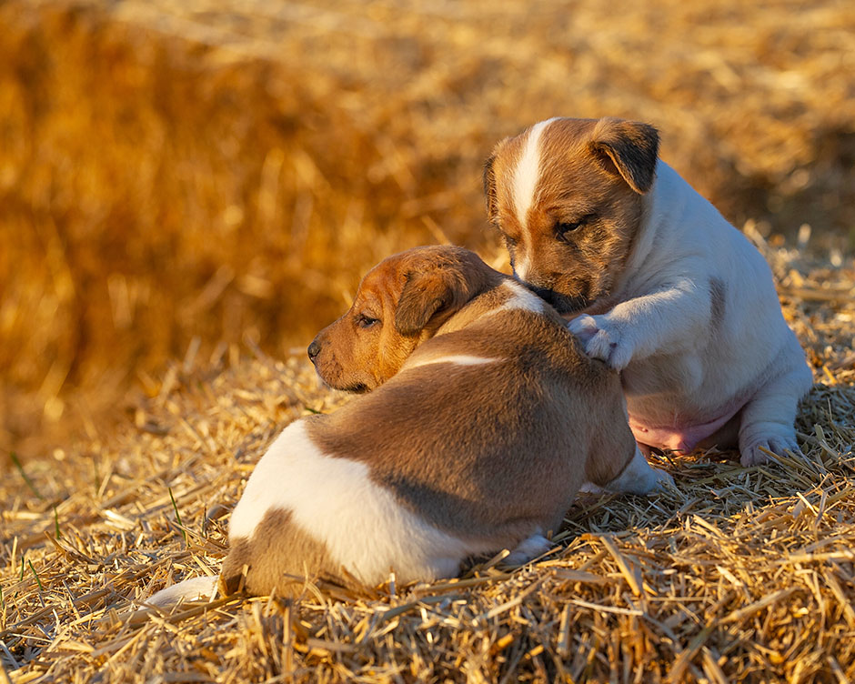 Parson Russell Terrier G-wurf 28 Tage