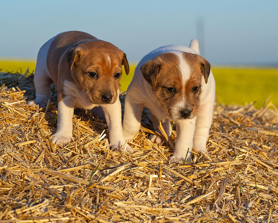 Parson Russell Terrier G-wurf 28 Tage