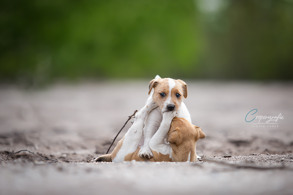 Parson Russell Terrier G-wurf 6 Wochen