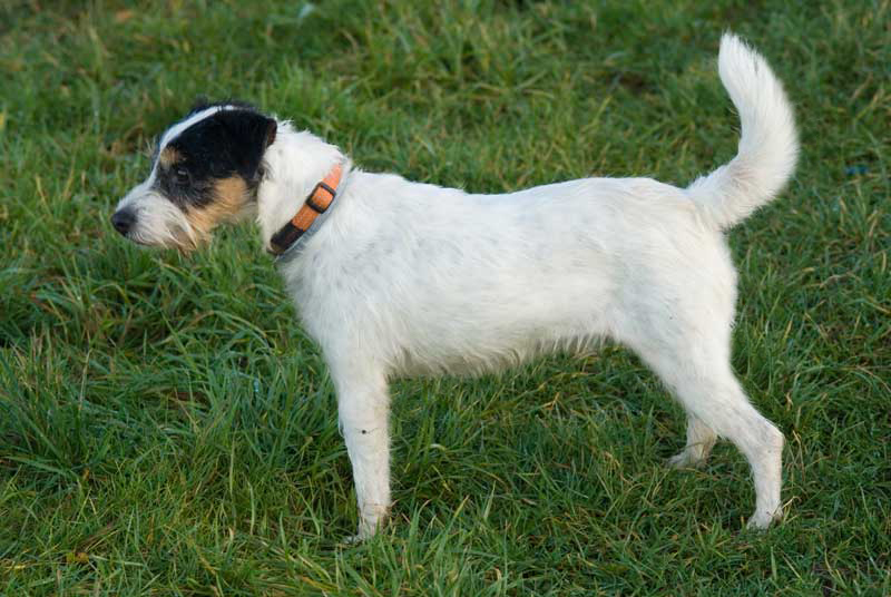 Parson Russell Terrier Grace Kelly of Ascania