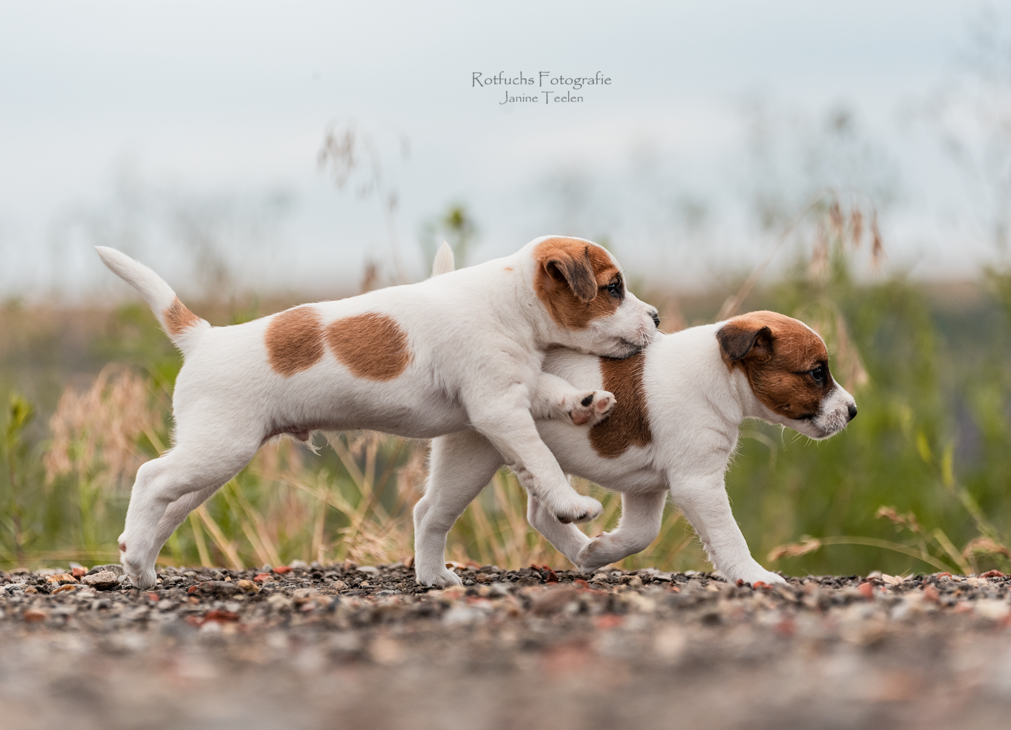 Parson Russell Terrier H-wurf