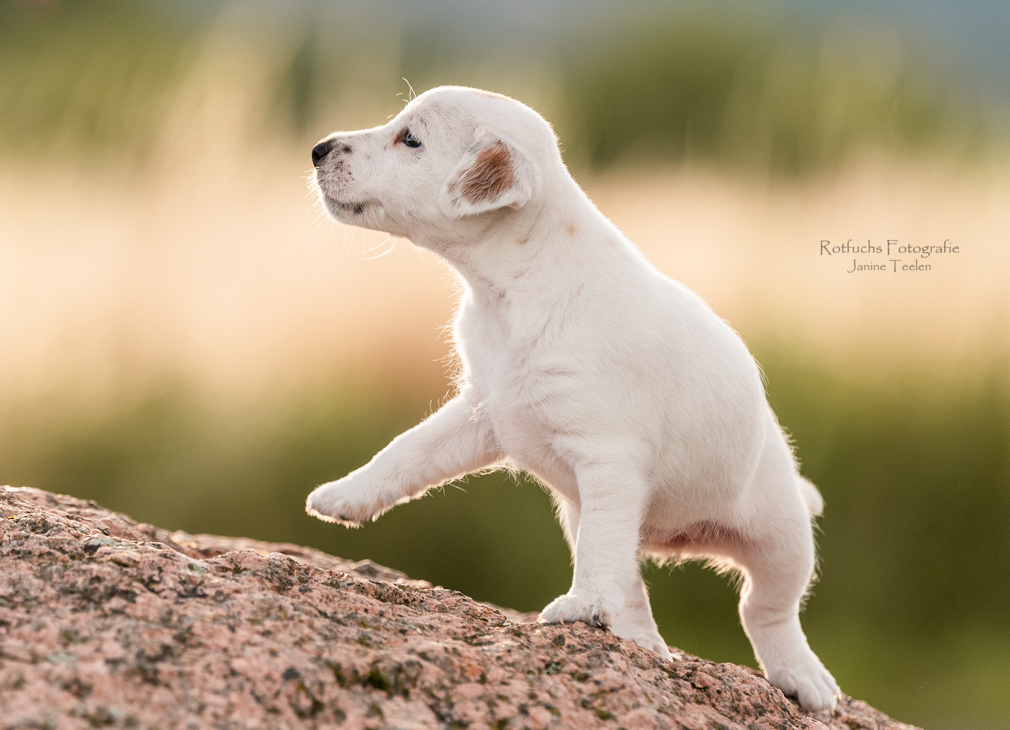 Parson Russell Terrier h-wurf2