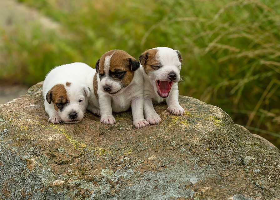 Parson Russell Terrier