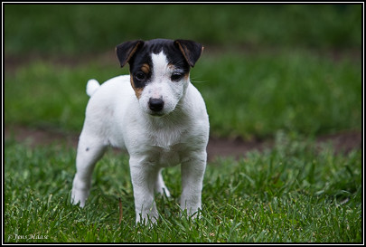 Parson Russell Terrier Hündin Akka von den Elmwirschen