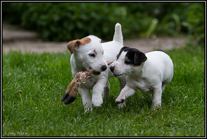 Parson Russell Terrier Hündin Akka von den Elmwirschen