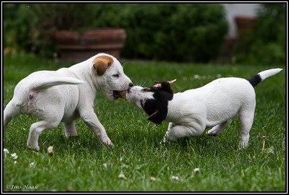 Parson Russell Terrier Anni von den Elmwirschen