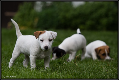 Parson Russell Terrier Anni von den Elmwirschen