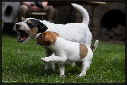 Parson Russell Terrier Atta von den Elmwirschen