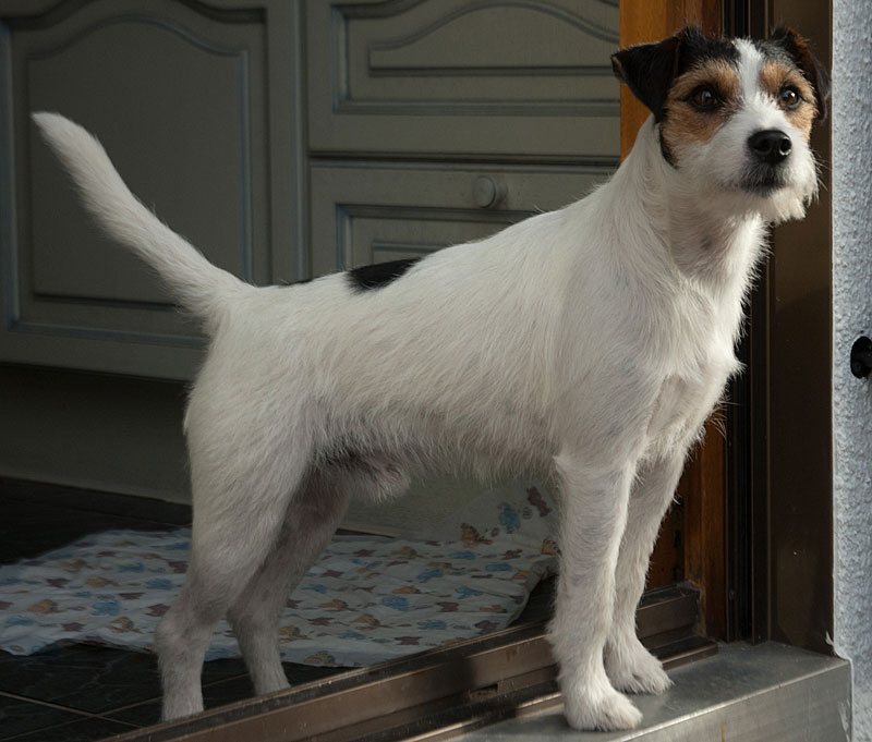 Parson Russell Terrier Cudweed's Lancelot