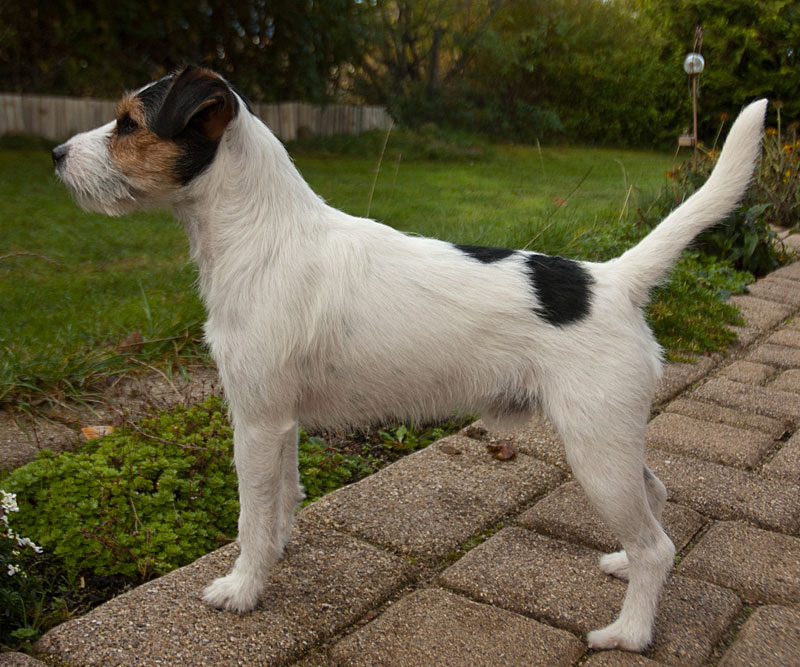 Parson Russell Terrier Cudweed's Lancelot
