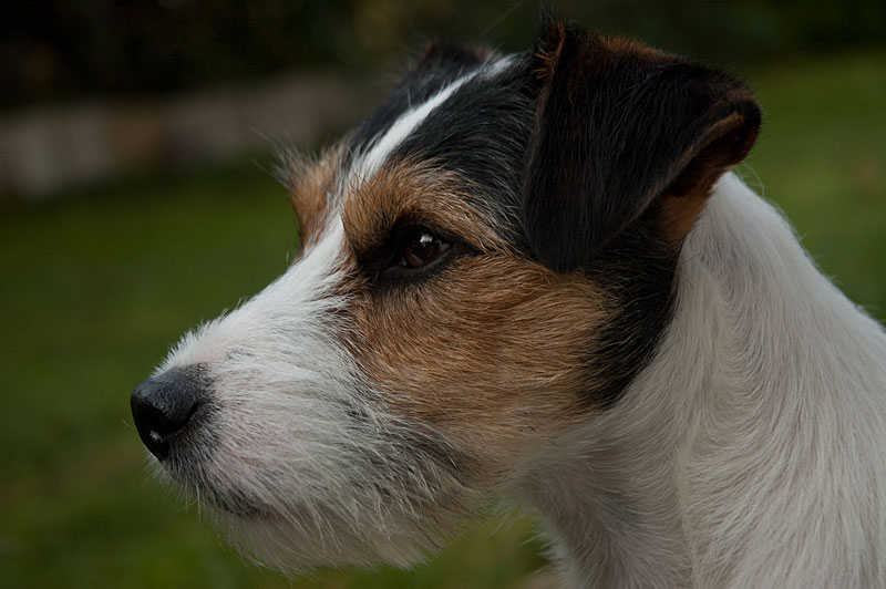 Parson Russell Terrier Cudweed's Lancelot