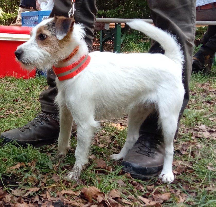 Parson Russell Terrier 