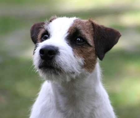 Parson Russell Terrier New Moon von Contesa