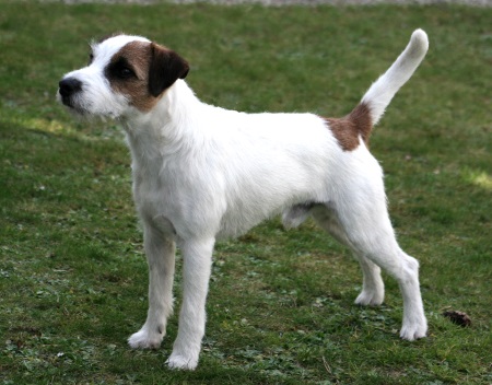 Parson Russell Terrier New Moon von Contessa