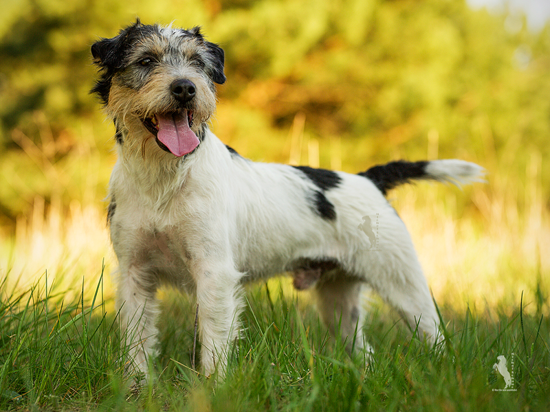 Parson Russell Terrier Gondolo vom Hünfelder Land