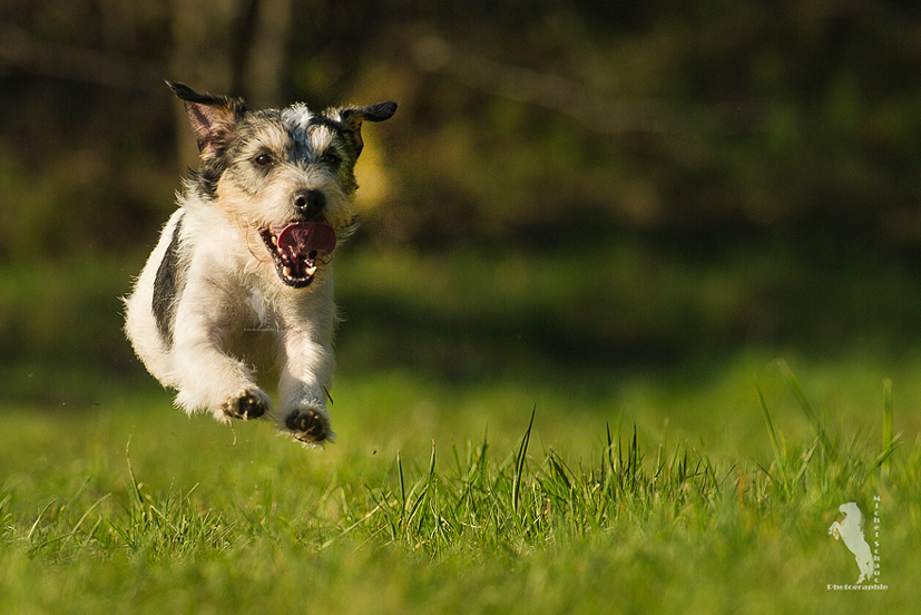 Parson Russell Terrier Gondolo vom Hünfelder Land