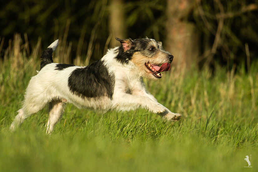 Parson Russell Terrier Gondolo vom Hünfelder Land