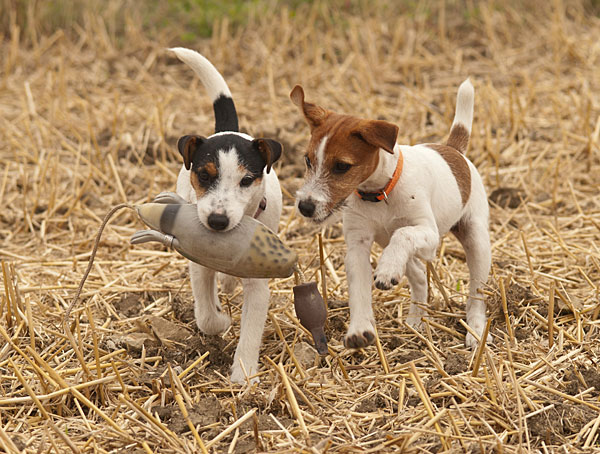 Parson Russell Terrier Hündin Akka von den Elmwirschen