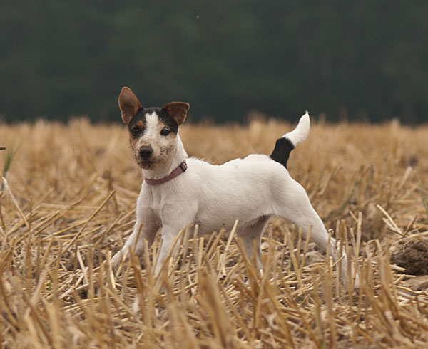 Parson Russell Terrier Hündin Akka von den Elmwirschen