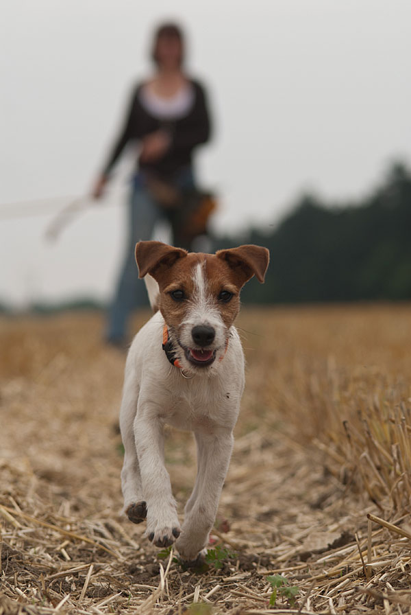 Parson Russell Terrier Akka und Atta von den Elmwirschen