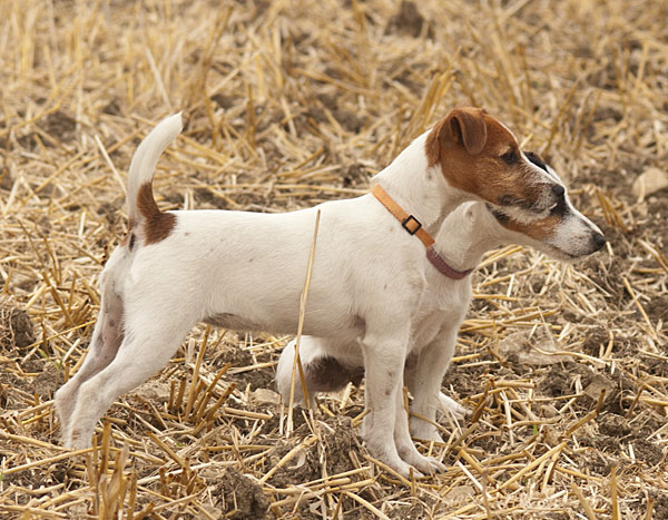 Parson Russell Terrier Atta von den Elmwirschen