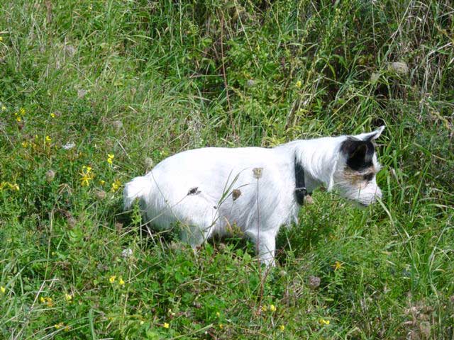 meine erster Parson Jack Russell Terrier