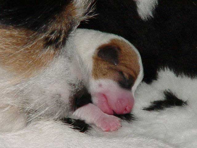 Parson Russell Terrier Welpe unser allererster Wurf Parson Jack Russell Terrier