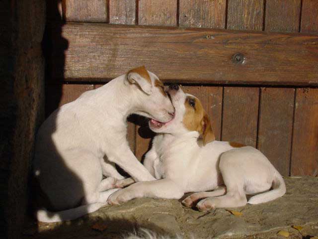 Terrierwelpen genieen die Sonne