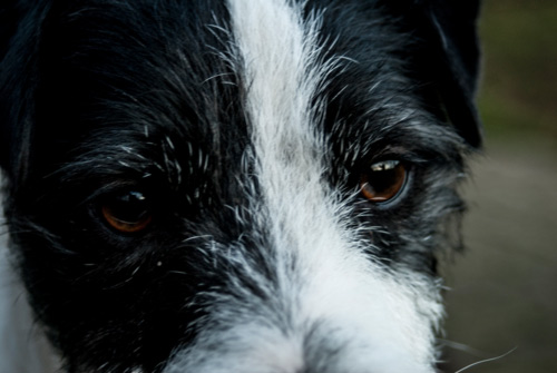 Parson Russell Terrier Tom