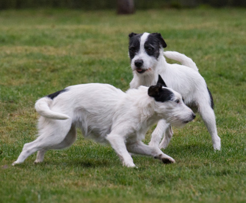 Parson Russell Terrier Tom