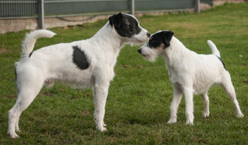 Parson Russell Terrier Tom