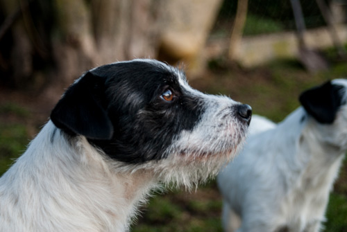 Parson Russell Terrier Tom