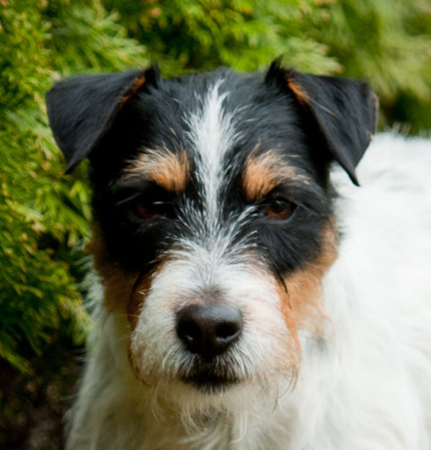 Parson Russell Terrier Cudweed's Lancelot