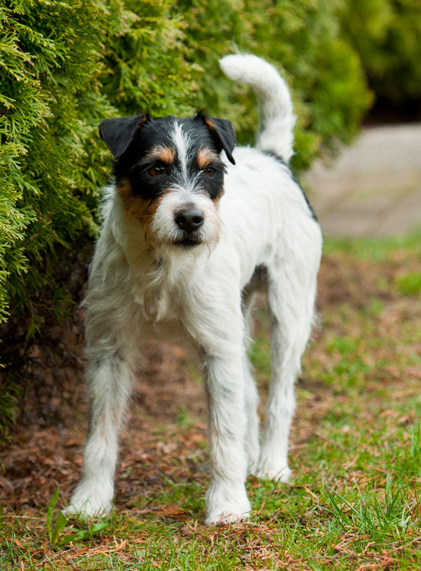 Parson Russell Terrier T-Rex vom Mahdenwald