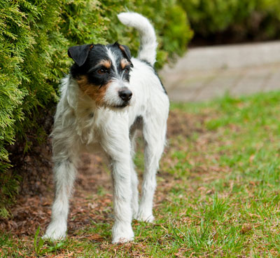 Parson Russell Terrier T-Rex vom Mahdenwald